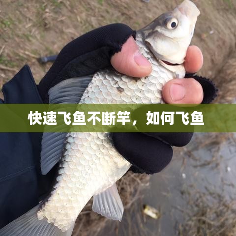 快速飞鱼不断竿，如何飞鱼