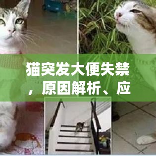猫突发大便失禁，原因解析、应对方案与温馨关怀