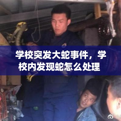 学校突发大蛇事件，学校内发现蛇怎么处理