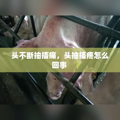 头不断抽搐痛，头抽搐疼怎么回事