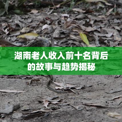 湖南老人收入前十名背后的故事与趋势揭秘