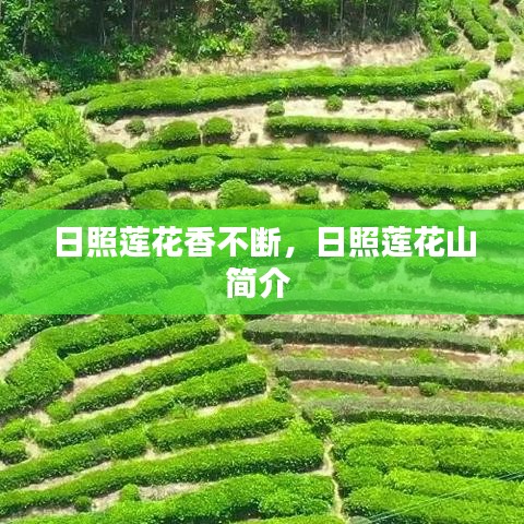 日照莲花山，探秘连绵不绝的莲花香