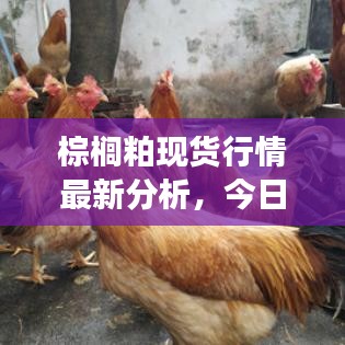 棕榈粕现货行情最新分析，今日市场动态一网打尽