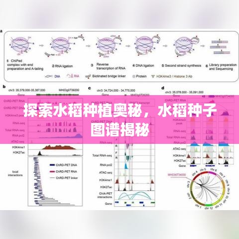 探索水稻种植奥秘，水稻种子图谱揭秘
