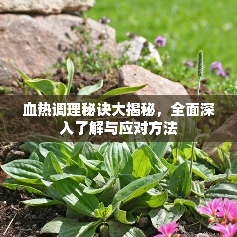 血热调理秘诀大揭秘，全面深入了解与应对方法