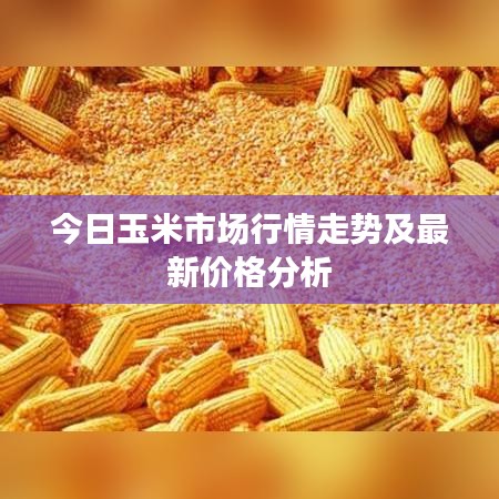 今日玉米市场行情走势及最新价格分析