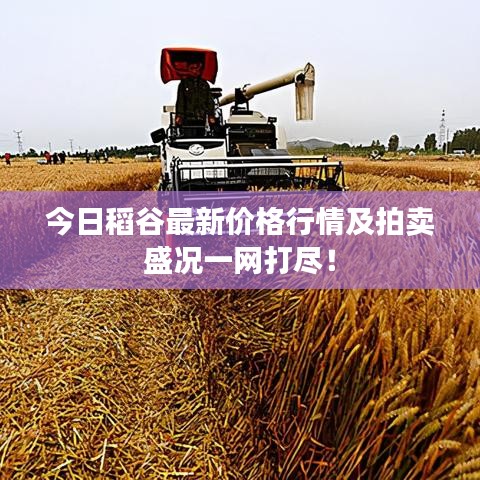 今日稻谷最新价格行情及拍卖盛况一网打尽！