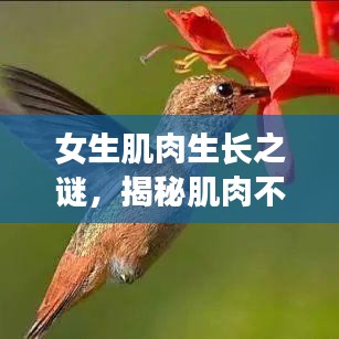 女生肌肉生长之谜，揭秘肌肉不断增长的秘密！