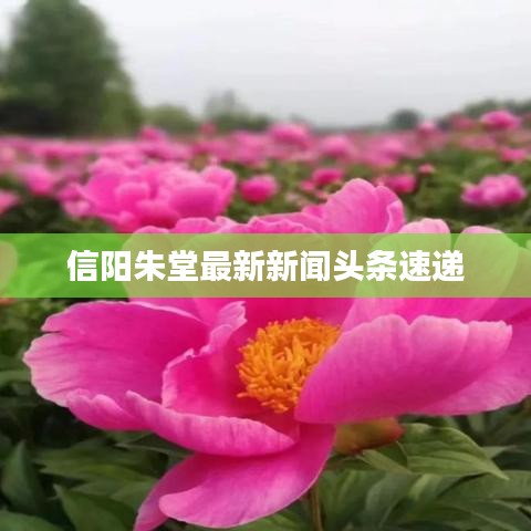 信阳朱堂最新新闻头条速递