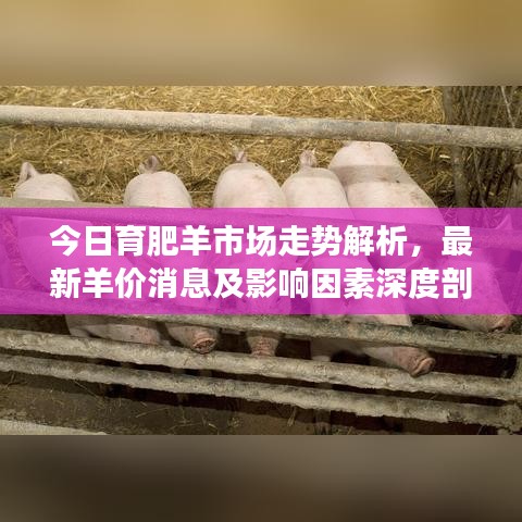 今日育肥羊市场走势解析，最新羊价消息及影响因素深度剖析
