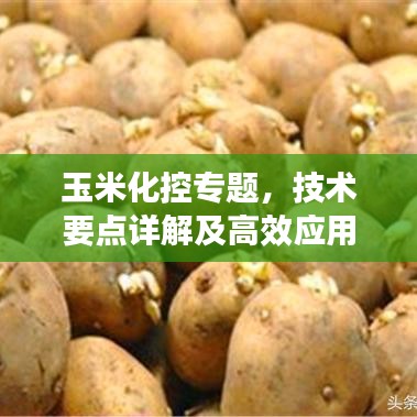 玉米化控专题，技术要点详解及高效应用策略实战分享