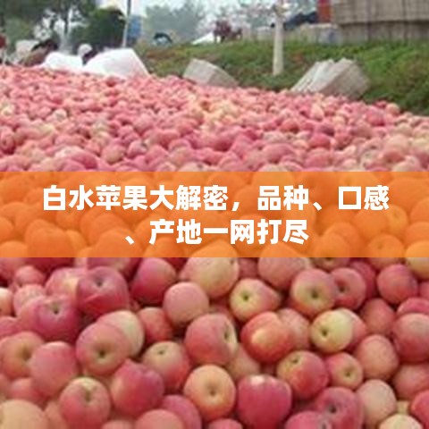 白水苹果大解密，品种、口感、产地一网打尽