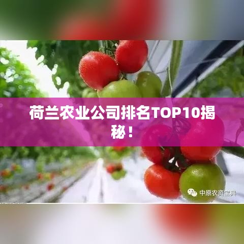 荷兰农业公司排名TOP10揭秘！