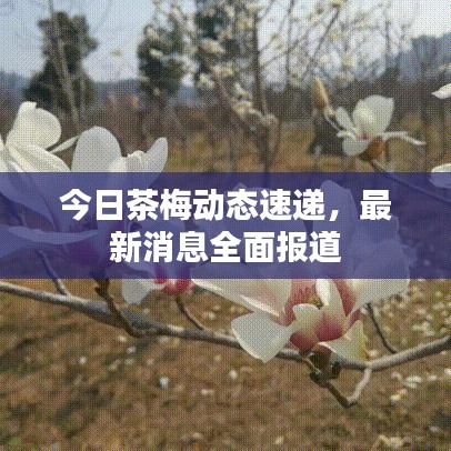 今日茶梅动态速递，最新消息全面报道