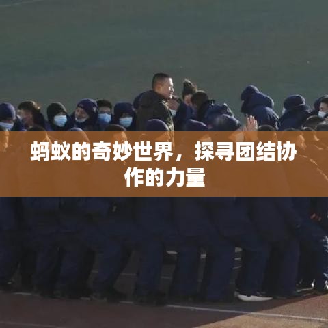 蚂蚁的奇妙世界，探寻团结协作的力量