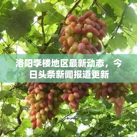 洛阳李楼地区最新动态，今日头条新闻报道更新