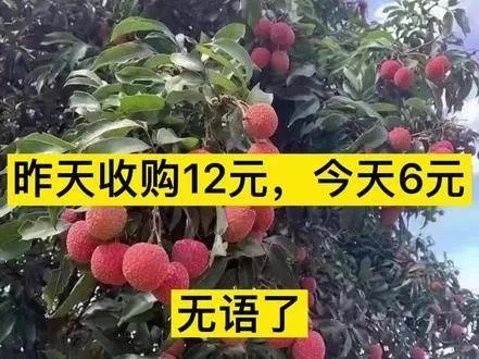 荔枝视频官方下载同递拎宝最新版本,仿真技术实现 Superior_v2.810