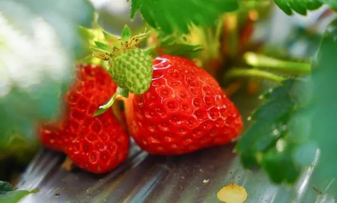 草莓污版本,仿真方案实现_领航款_v2.375