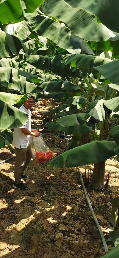 醉芭蕉官方下载,实地执行考察设计 桌面版_v6.732